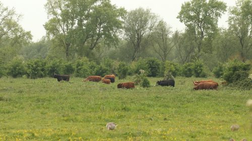 Radiocolumn Joost Kievit – Natuur