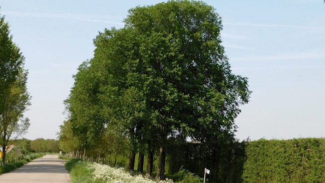 Iepen Oud-Bonaventura
