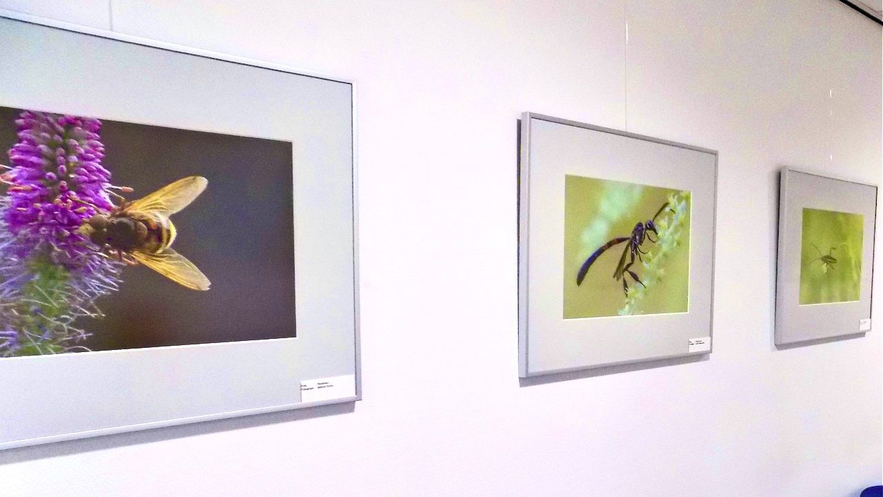 Expositie Tia Sprott in Dienstencentrum ‘t Weegje