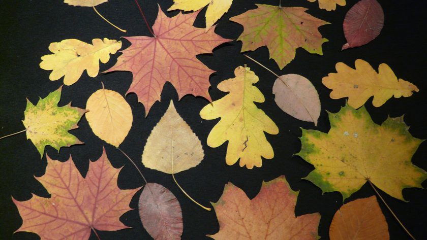 Ontdek de natuur en maak je eigen herbarium