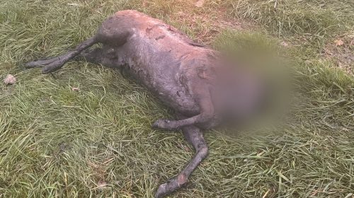 Onthoofd damhert gevonden in Strijen