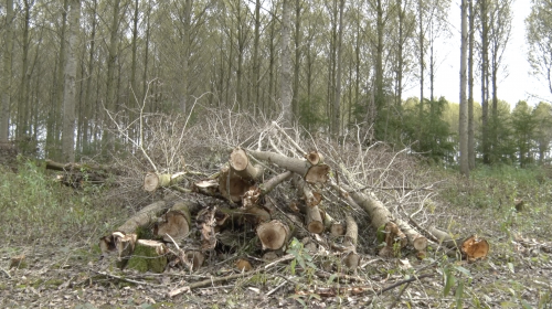 Wat is er aan de hand met het Bos van Los?