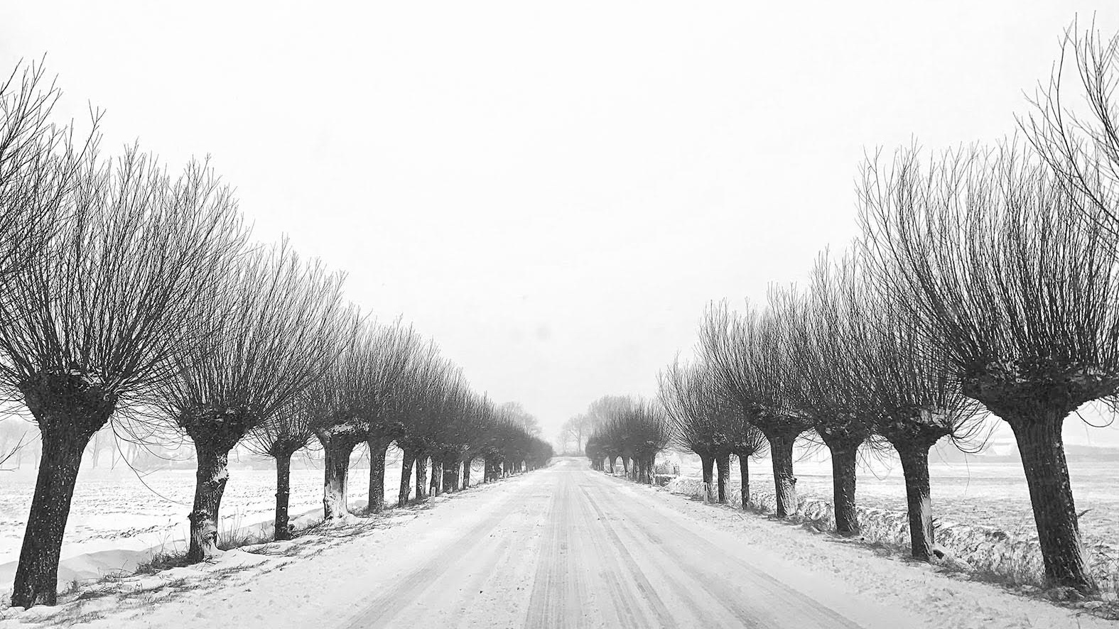 Met spoed plek gezocht voor knotwilgen