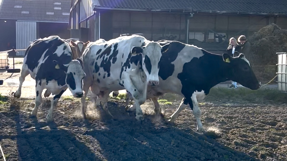 Blije koeien voor het eerst weer naar buiten