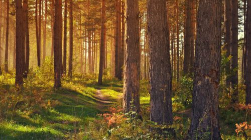 Radiocolumn Joost Kievit: Meer bomen