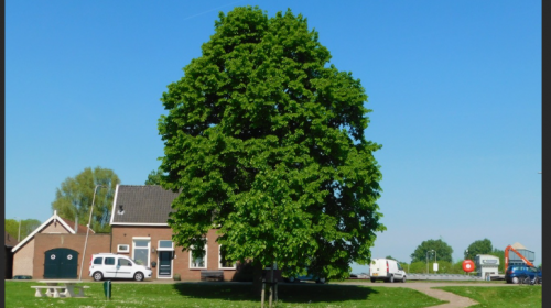 Moeten bomen opnieuw wijken voor een bouwproject?
