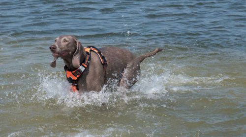 Search & Rescue Dogs zuid-holland zuid
