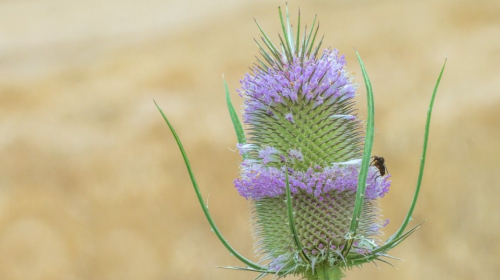 Wilde planten excursie op 9 en 16 juli. Doe mee!