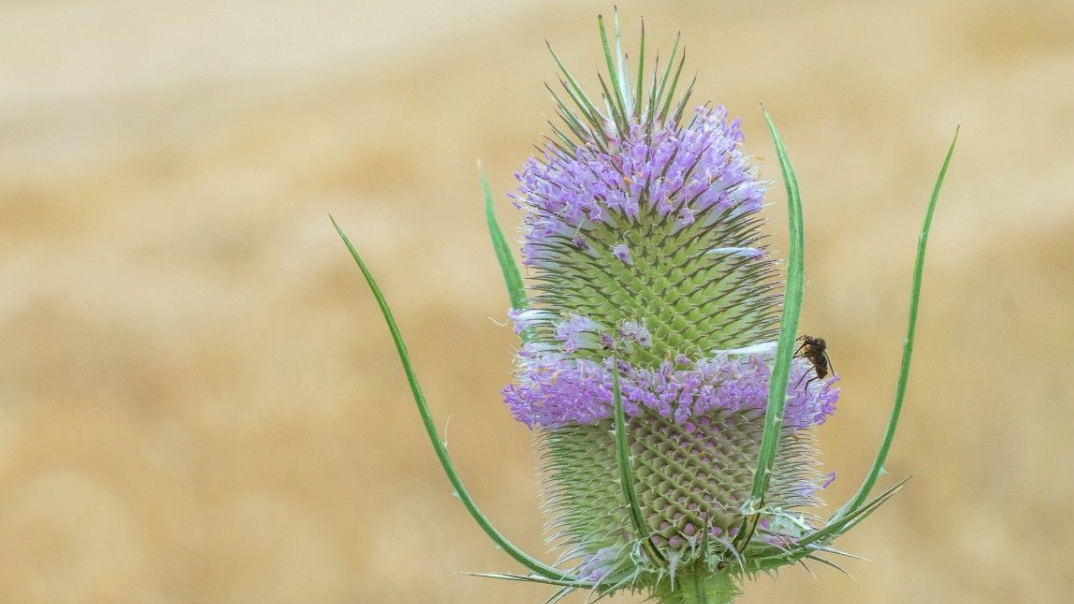 Wilde planten excursie op 9 en 16 juli. Doe mee!