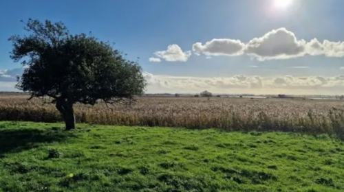 Wandelen naar de mooiste boom van Tiengemeten