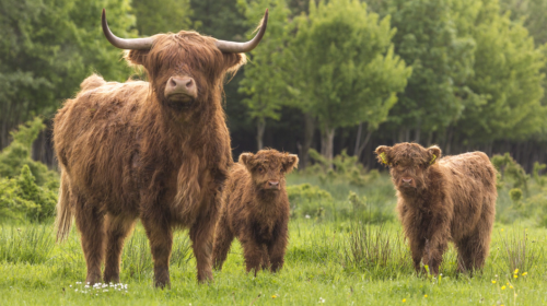 Boswachter Dione Schouten vertelt over nut en noodzaak Schotse hooglanders Tiengemeten