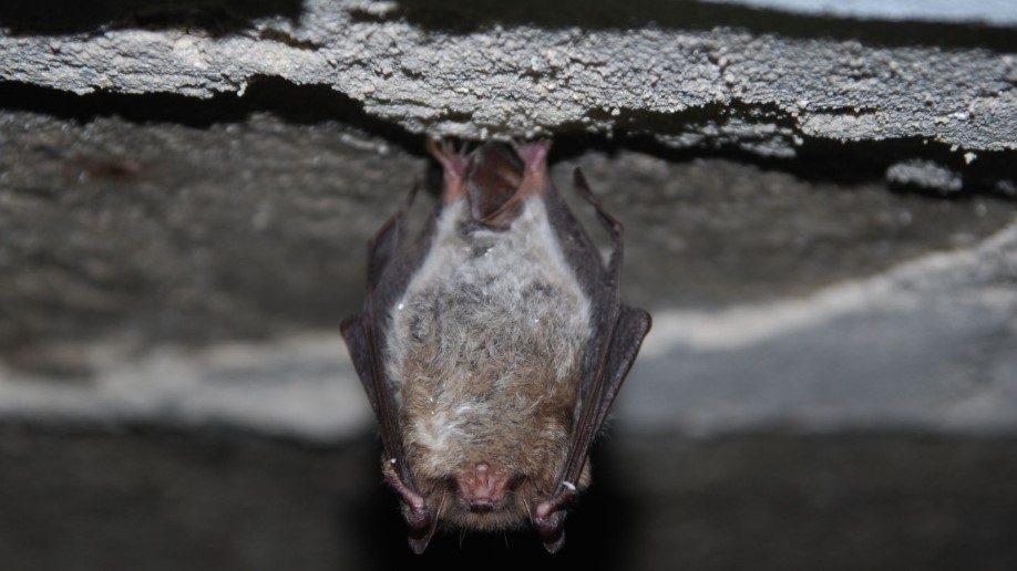 Bevers & Batmans in het bos bij Heinenoord