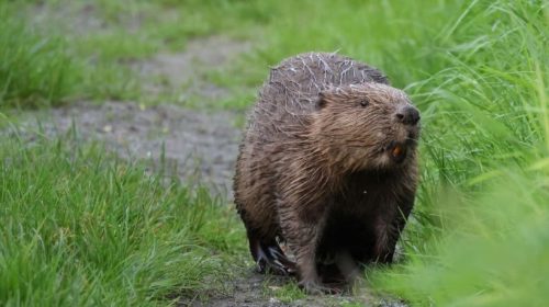 Met de boot op zoek naar beversporen op Tiengemeten