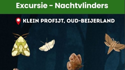 Nationale Nachtvlindernacht (NNN) – Tel je mee met de Vlinderwerkgroep?