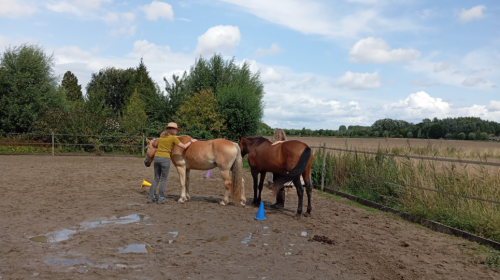 Inspiratiedag ‘Schrijven met paarden’ op 13 oktober