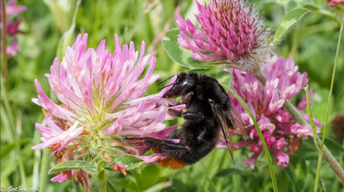 Maaibeheer verbetert volgens Water Natuurlijk