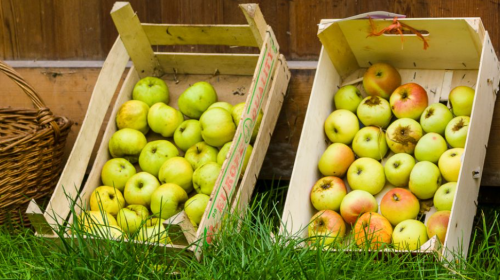 Kom naar Fruit & Sap dag zaterdag 4 oktober
