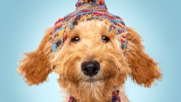 Bekroonde hondenfotograaf zet Oud-Beijerland op de kaart met internationale klantenstroom