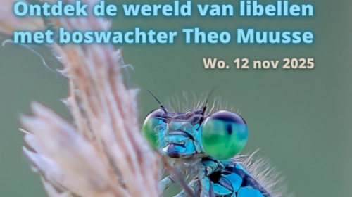 Ontdek de wereld van libellen met boswachter Theo Muusse