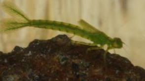 HWL lezing: Onder water Wo. 10 december 2025 in NLC Numansdorp